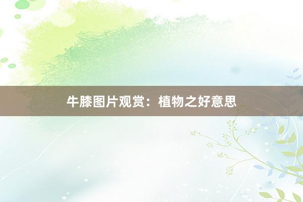 牛膝图片观赏：植物之好意思